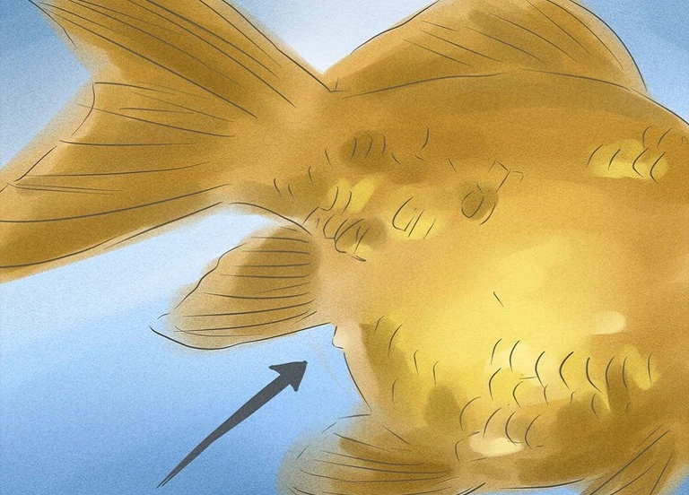 چگونه بفهمیم ماهی عید نر است یا ماده
