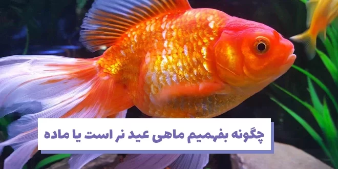 چگونه بفهمیم ماهی عید نر است یا ماده