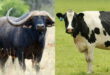 خواص شیر گاومیش + تفاوت های شیر خوشمزه گاومیش با شیر گاو