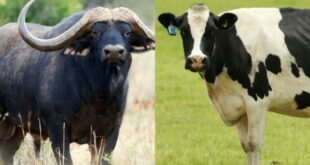 خواص شیر گاومیش + تفاوت های شیر خوشمزه گاومیش با شیر گاو