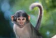 دانلود صدای میمون (جیغ، گریه و خنده) صوتی mp3