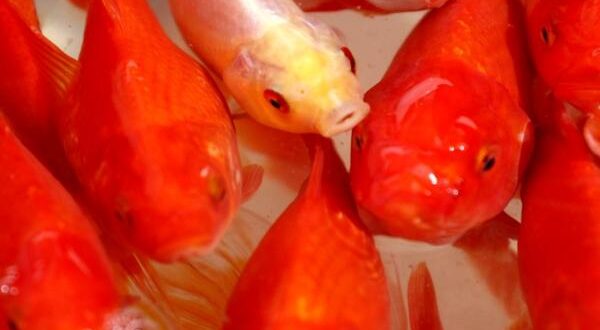 نگهداری از ماهی قرمز + نکاتی برای طول عمر بیشتر ماهی سفره هفت سین