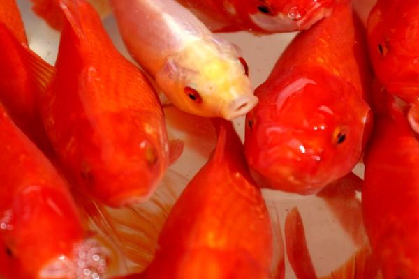 نگهداری از ماهی قرمز + نکاتی برای طول عمر بیشتر ماهی سفره هفت سین