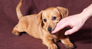 اقدامات فوری هنگام گاز گرفتگی سگ | روش های درمانی و جلوگیری از عفونت