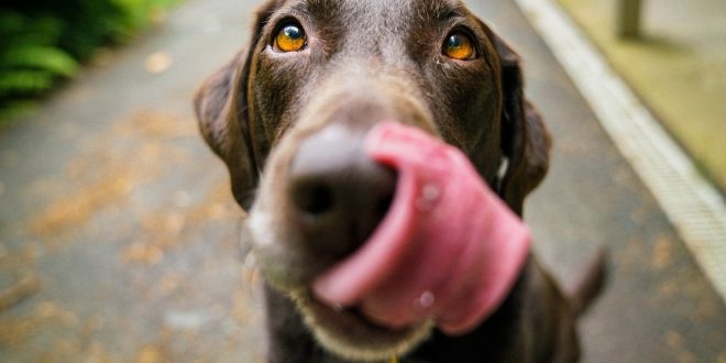 آیا بزاق دهان سگ برای انسان خطرناک است؟