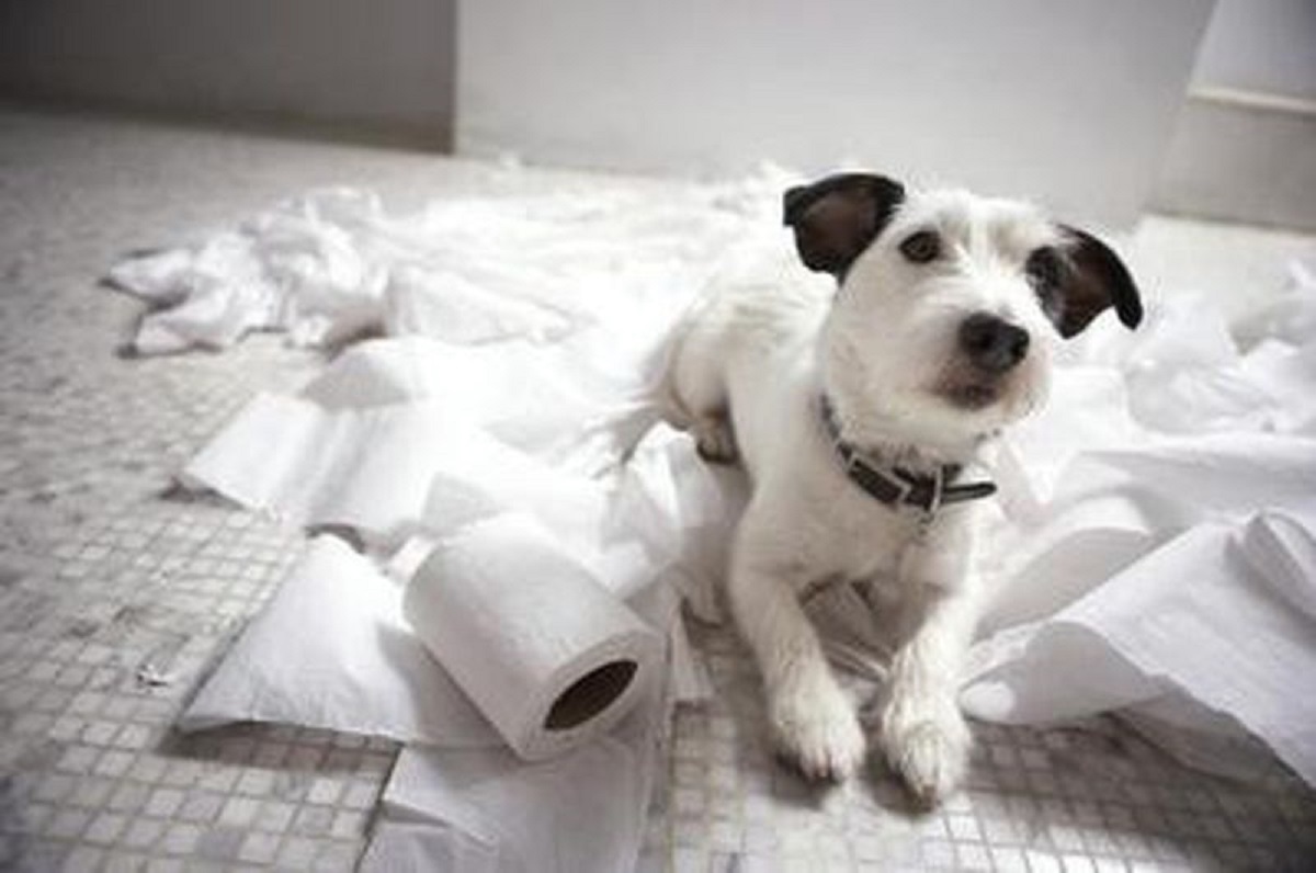 اگر سگ دستمال کاغذی بخورد چه میشود