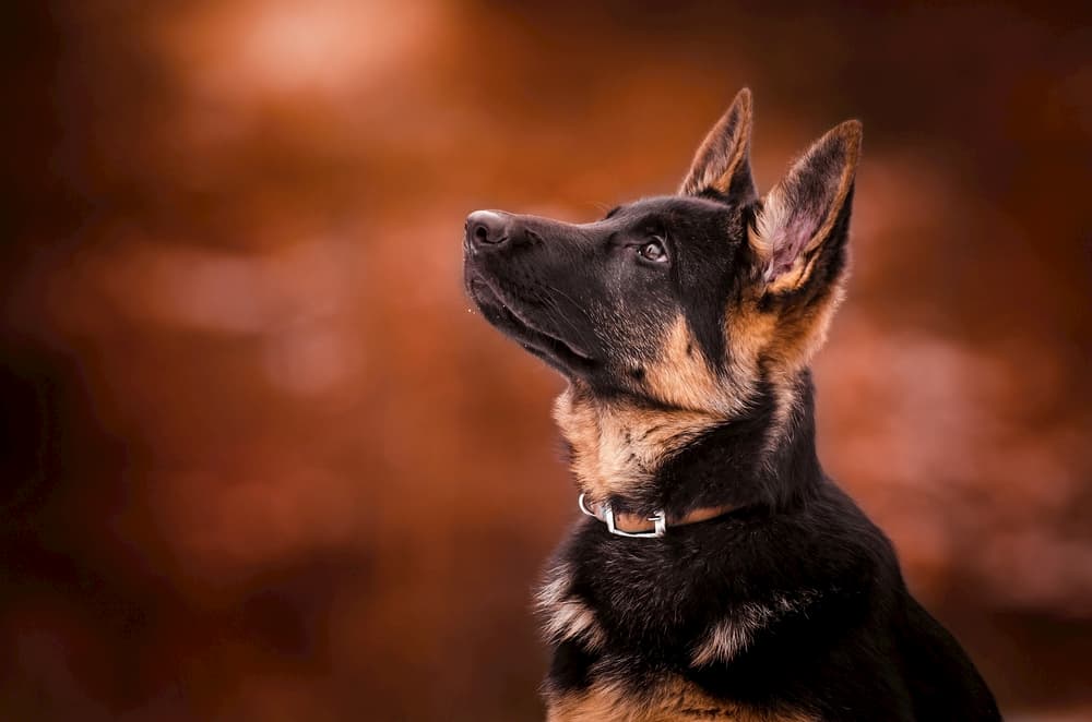باوفاترین نژاد سگ: ژرمن شپرد