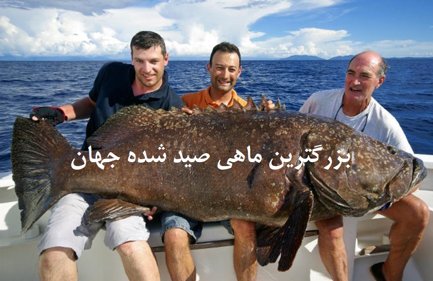بزرگترین ماهی های صید شده در جهان