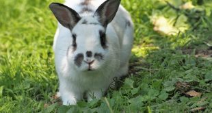 بهترین غذای خرگوش چیست و چه چیزهایی نباید بخورد؟