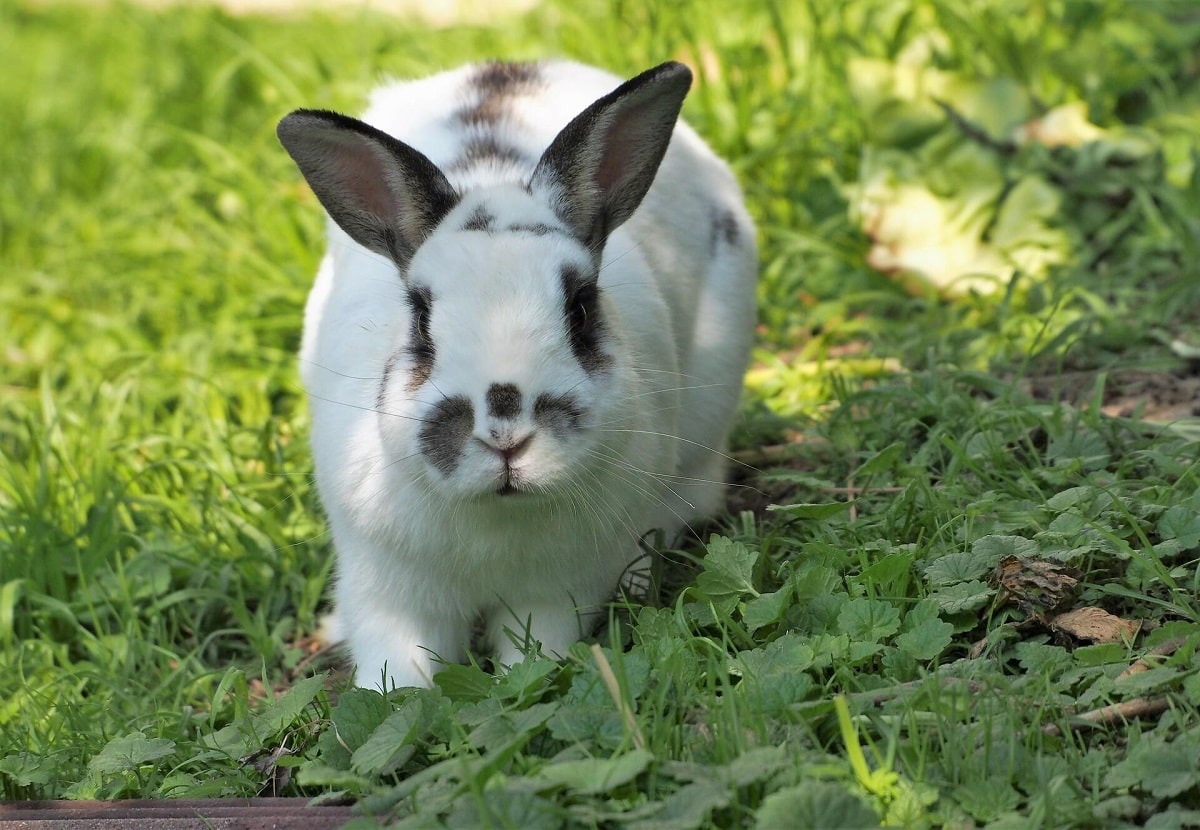 بهترین غذای خرگوش چیست و چه چیزهایی نباید بخورد؟