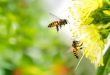 تحقیق درباره زنبور عسل برای کودکان و دانش آموزان