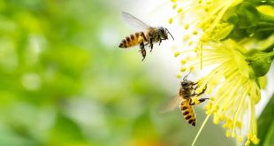 تحقیق درباره زنبور عسل برای کودکان و دانش آموزان