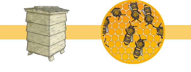 تحقیق درباره زنبور عسل برای کودکان