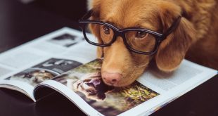حافظه سگ ها چقدر است؟