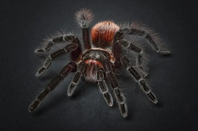 حیواناتی که خون آنها قرمز نیست: عنکبوت