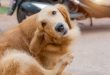 درمان خارش بدن سگ | درمان خانگی خارش بدن سگ