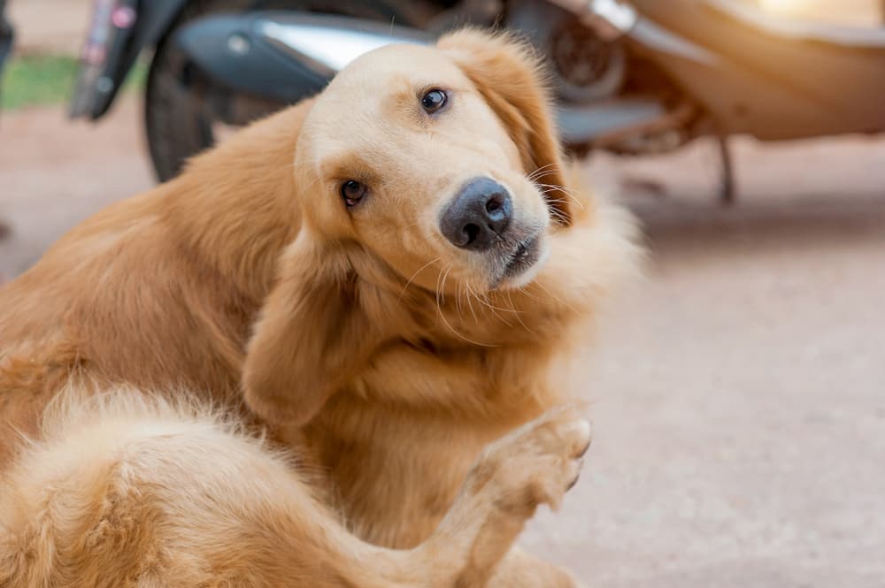 درمان خارش بدن سگ | درمان خانگی خارش بدن سگ