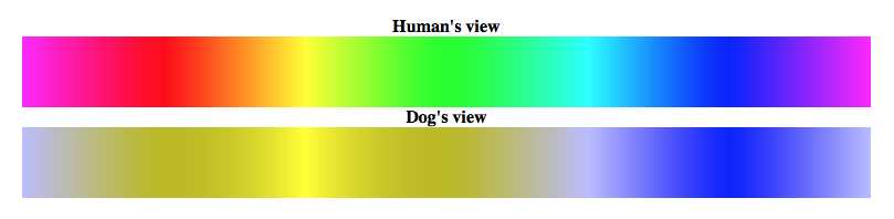 سگ چه رنگ هایی را می بیند