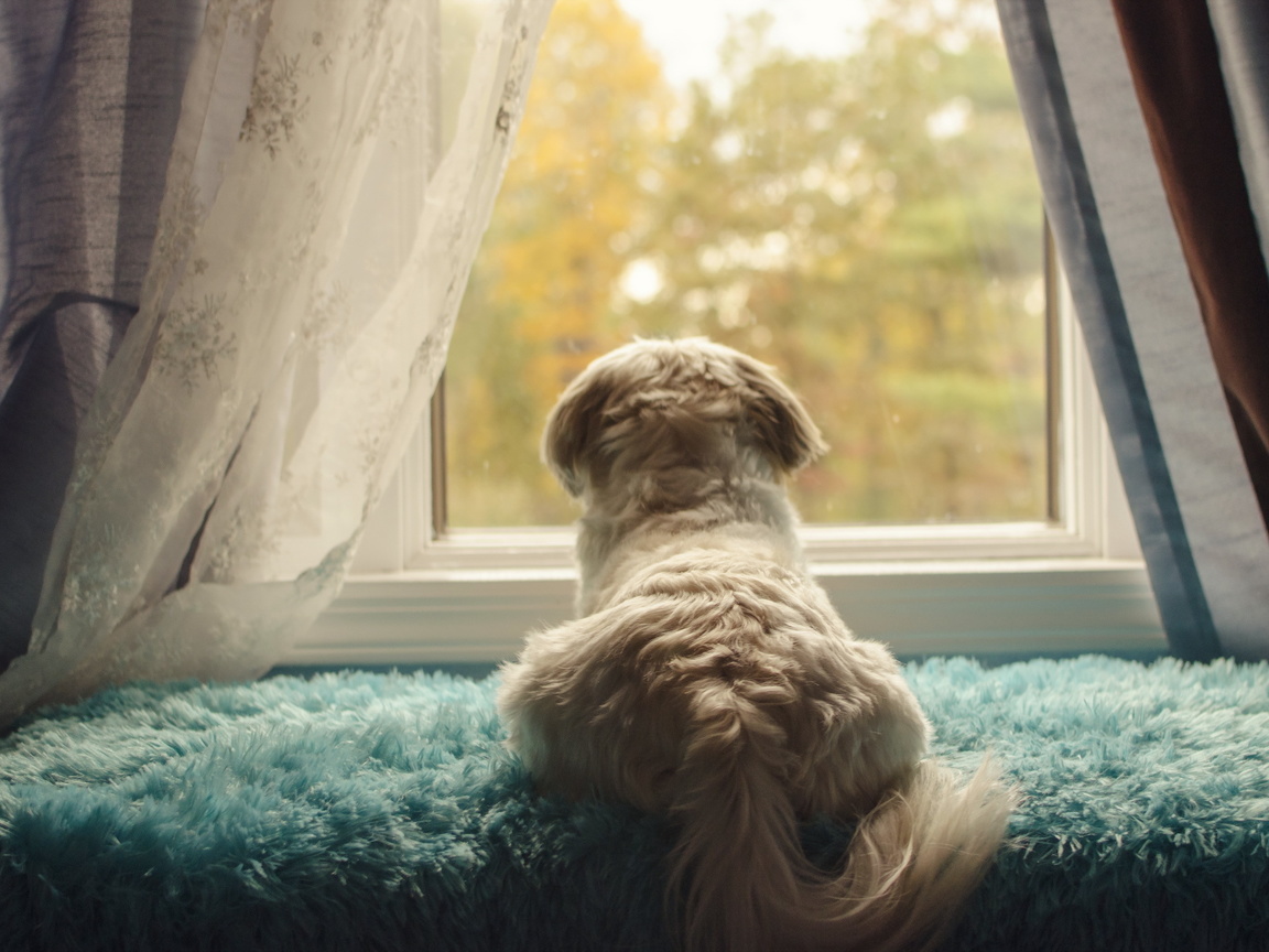 سگ هایی که تحمل تنهایی دارند؛ ۸ نژاد سگ مستقل برای پرمشغله ها