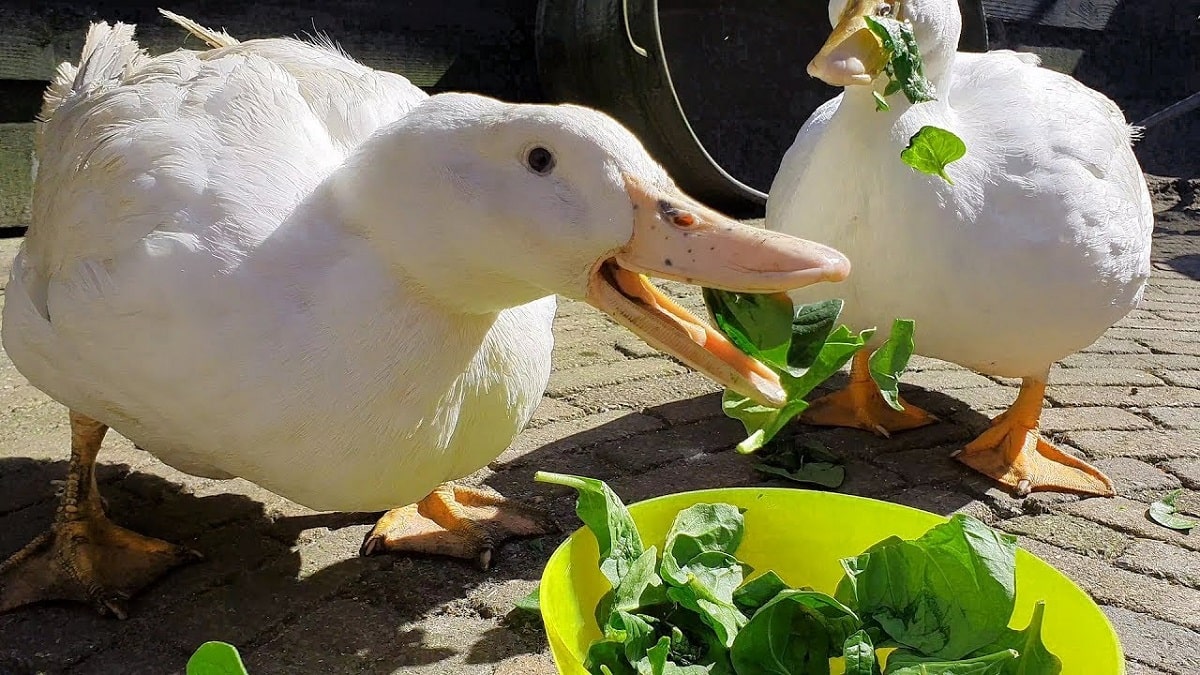 غذای اردک چیست؟ اردک ها بیشتر به چه چیزی علاقه دارند؟