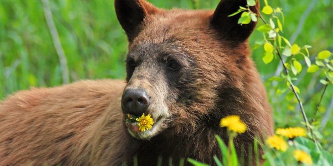 غذای خرس چیست؟ خرس ها به چه گیاه، میوه یا حیوانی علاقه دارند؟