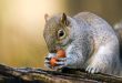 غذای سنجاب جنگلی چیست؟ سنجاب جنگلی چه میخورد؟