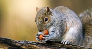 غذای سنجاب جنگلی چیست؟ سنجاب جنگلی چه میخورد؟