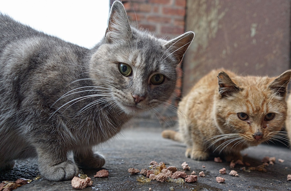 غذای مورد علاقه‌ گربه های خیابانی