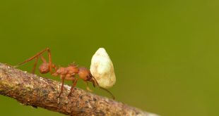 غذای مورچه چیست (۸ غذای مورد علاقه مورچه ها)