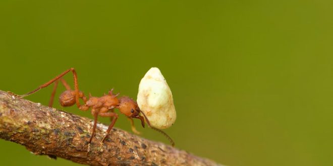 غذای مورچه چیست (۸ غذای مورد علاقه مورچه ها)