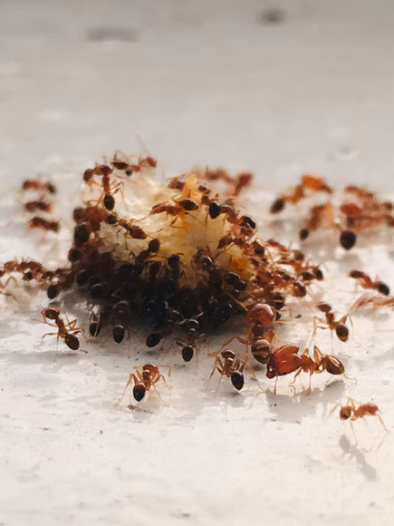 غذای مورچه ها چیست