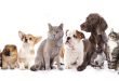 لیست اسم های زیبا برای حیوانات خانگی