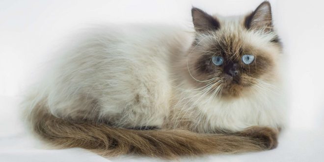 معرفی نژاد گربه هیمالین (مشخصات، نگهداری، رژیم غذایی)
