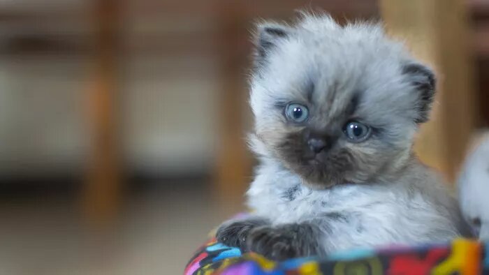 بچه گربه نژاد هیمالین