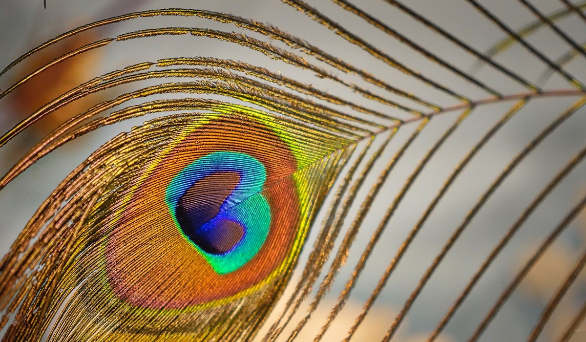 پر طاووس نماد چیست؟ ۹ مفهوم معنوی پر طاووس
