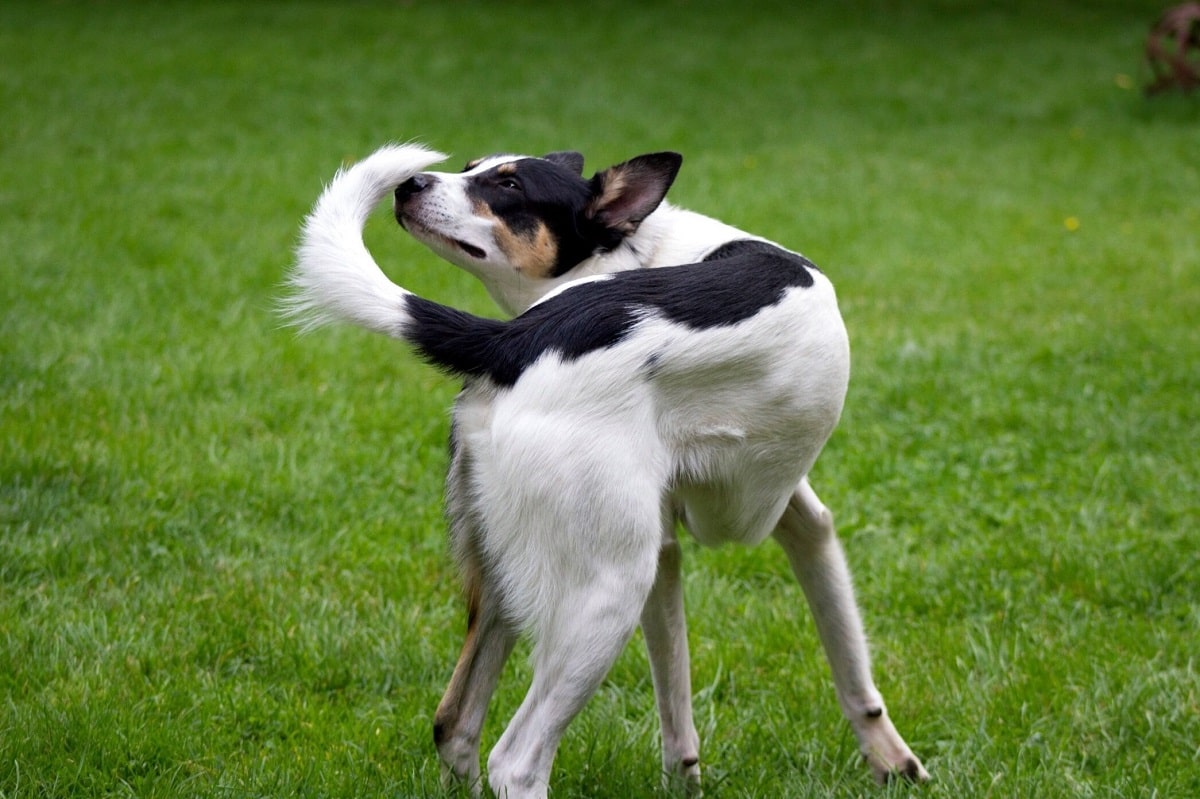چرا سگ ها به دنبال دم خود می گردند