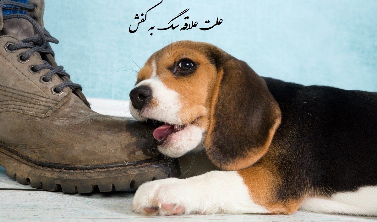 چرا سگ ها به کفش و دمپایی علاقه دارند