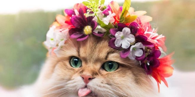 چه گل هایی برای گربه ها ضرر دارد؟ (۲۰ گل مضر برای گربه)
