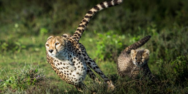کدام حیوان سریع تر می دود؟ ۱۰ سریع ترین حیوانات روی زمین با عکس