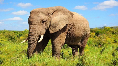 طول عمر کدام حیوانات بیشتر است: فیل آفریقایی
