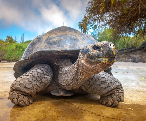 حیواناتی که بیشتر از بقیه عمر می کنند: لاک‌پشت‌