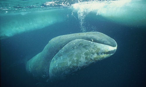 حیواناتی که عمر طولانی دارند: نهنگ سرگنده