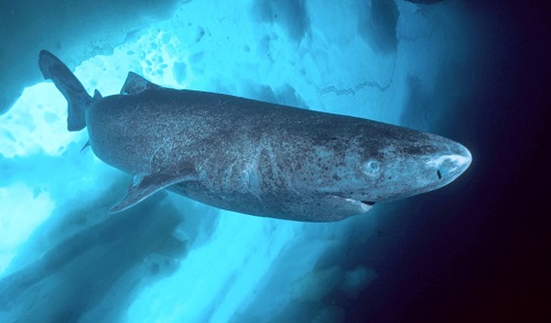 حیوان با طول عمر بالا و زیاد: کوسه گرینلند