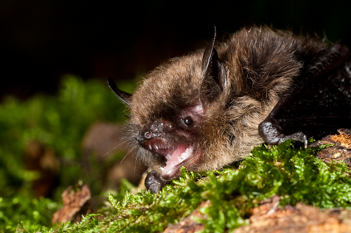 حیوانات با طول عمر بالا: خفاش‌