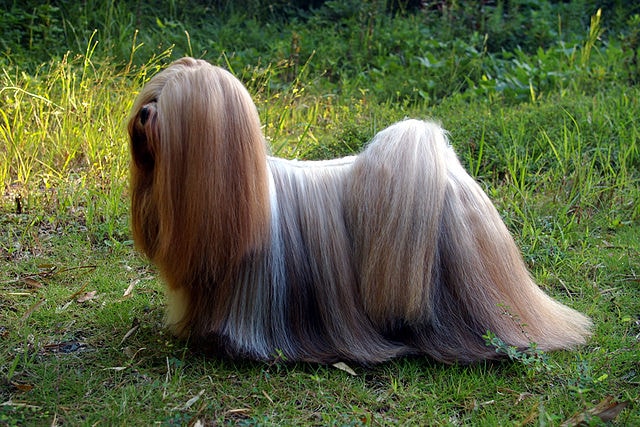 طول عمر سگ نژاد لهاسا آپسو