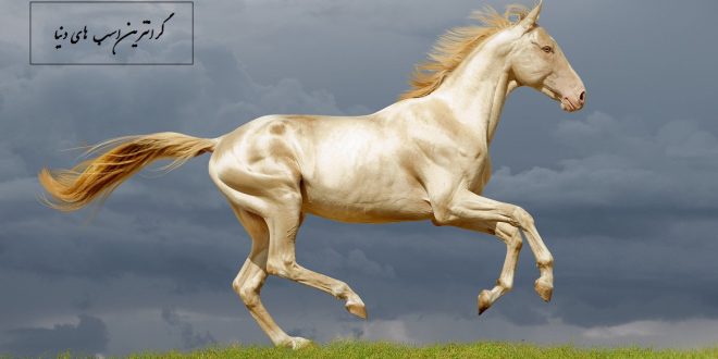 گرانترین اسب های دنیا + عکس