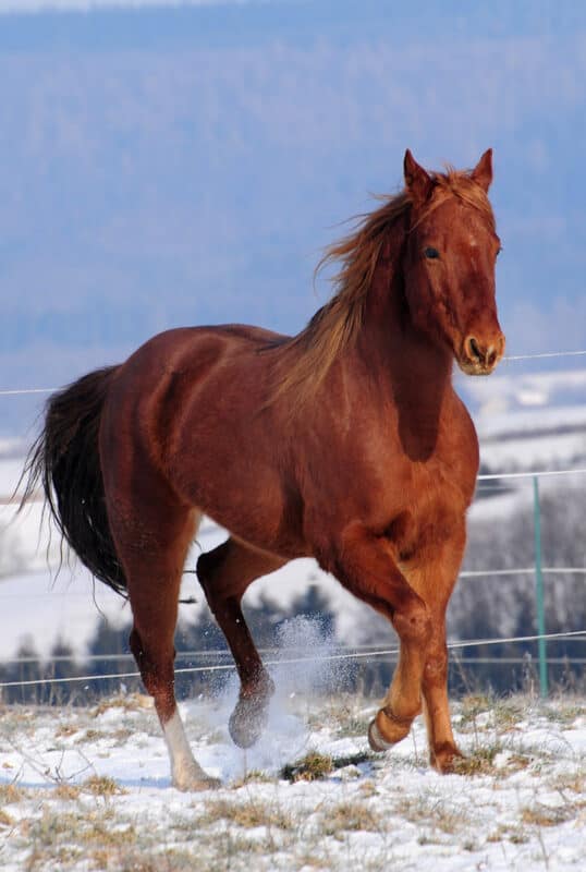 گران قیمت ترین اسب های دنیا