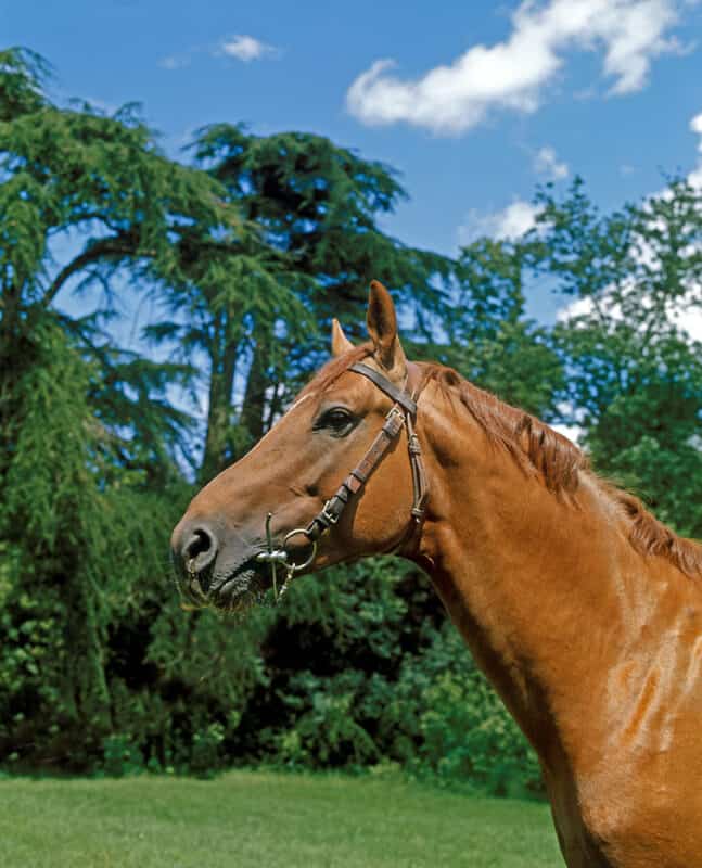 عکس گرانترین اسب های دنیا