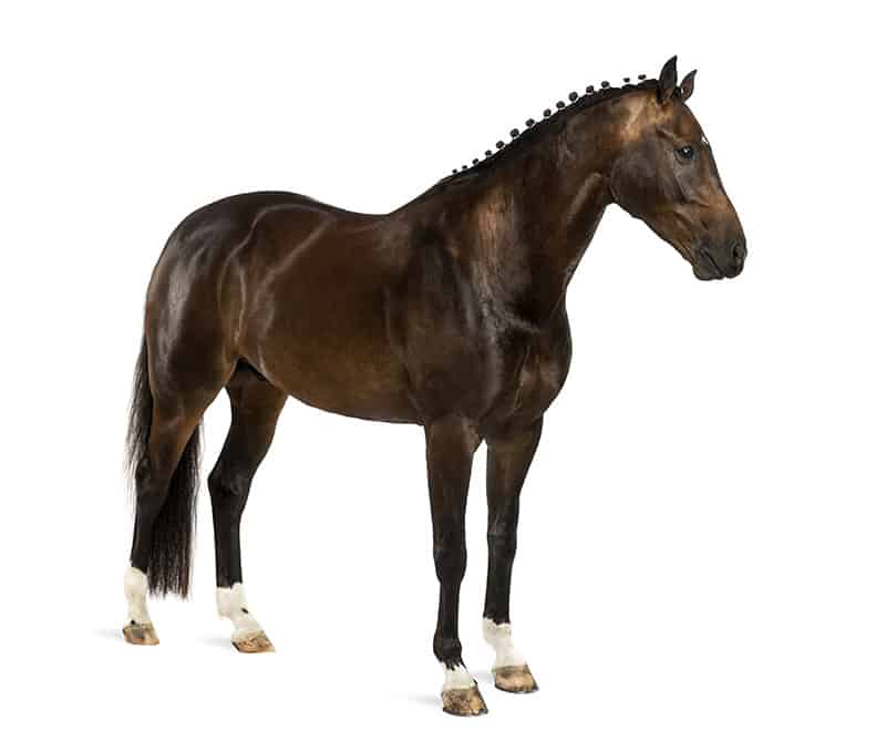 گرانترین نژاد اسب در دنیا