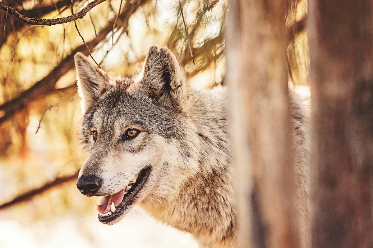 گرگ از چه چیزهایی و از چه حیواناتی می ترسد؟